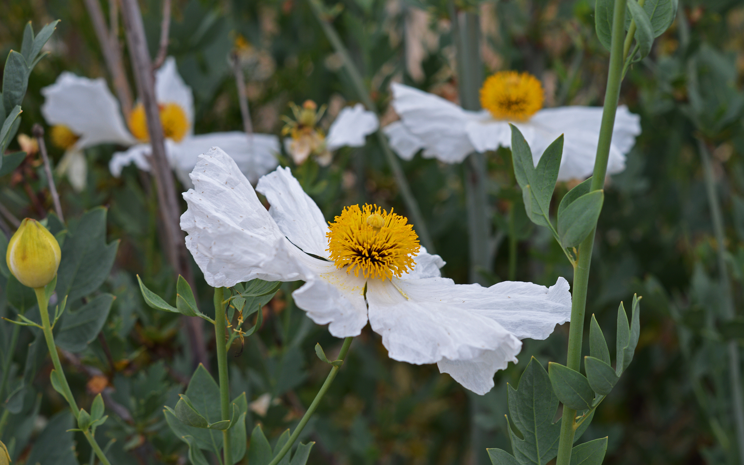 Matilija-poppy