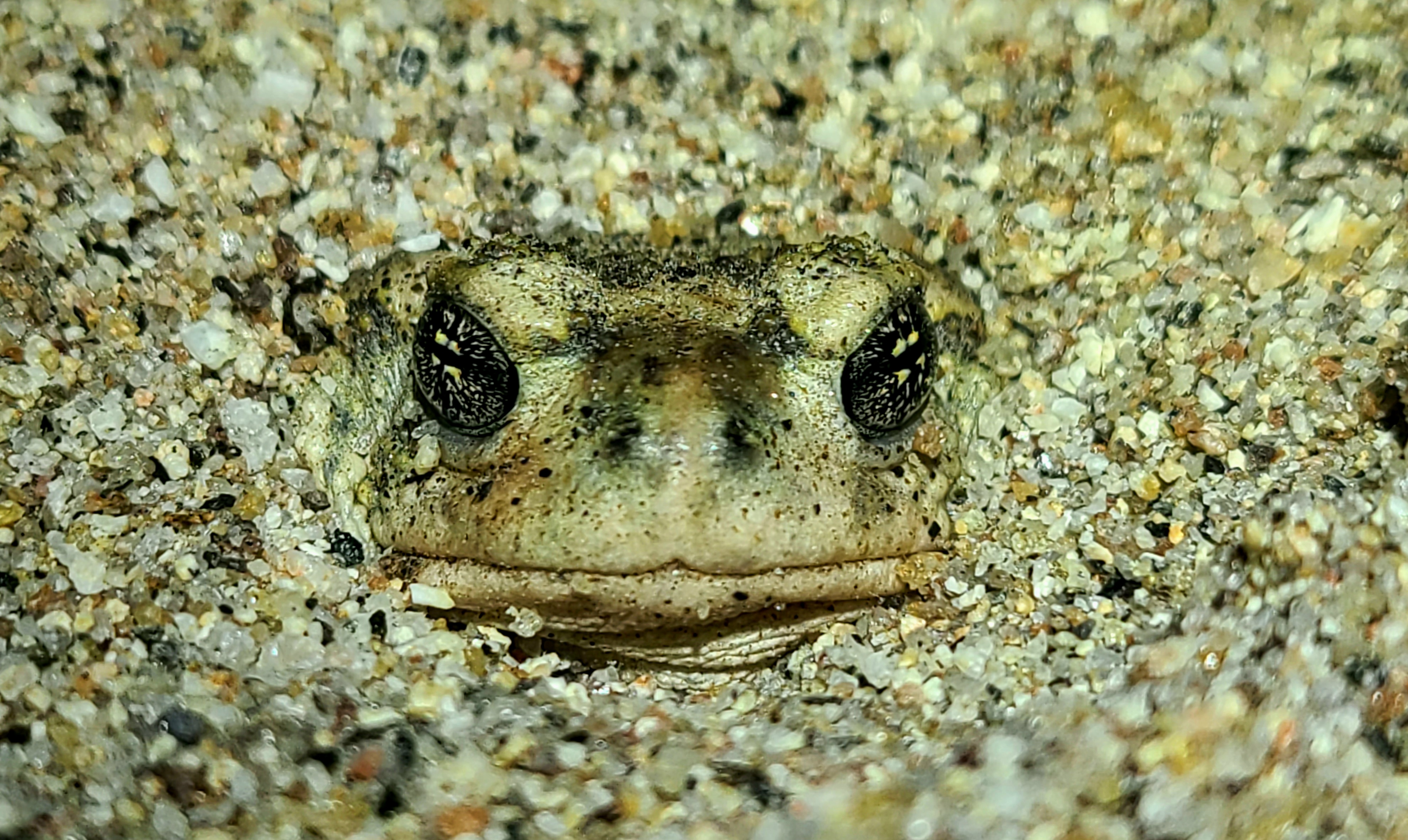BUMI_USLR62_20260529_213829.jpg