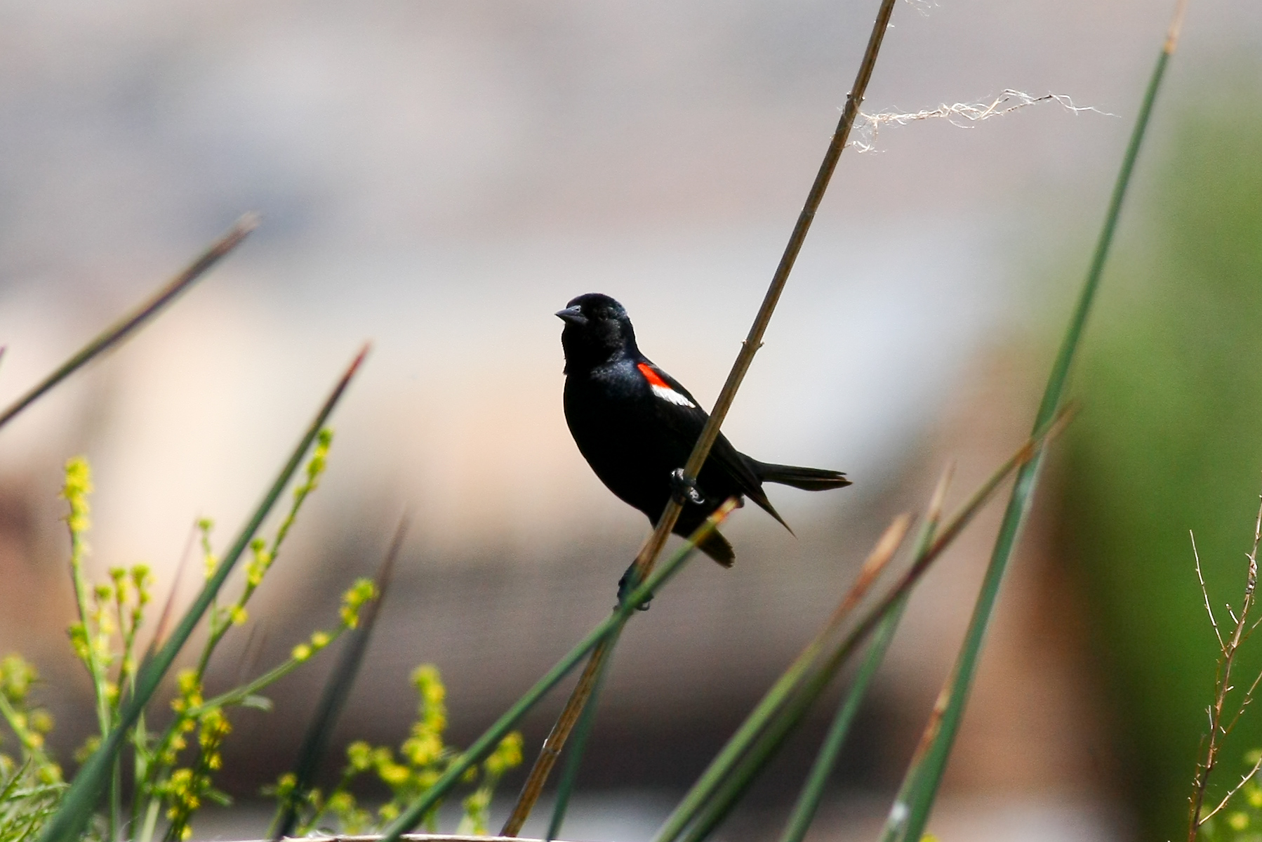 Tri-colored Blackbird-2087_AlexHouston.jpg