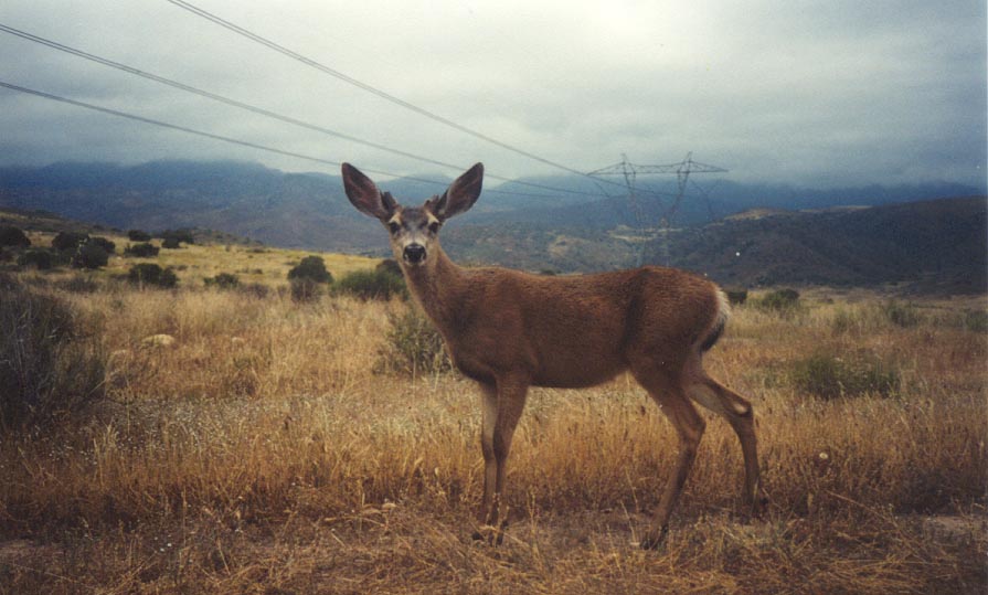 Deer_USGS_remote_camera_RanchoJamul.jpg