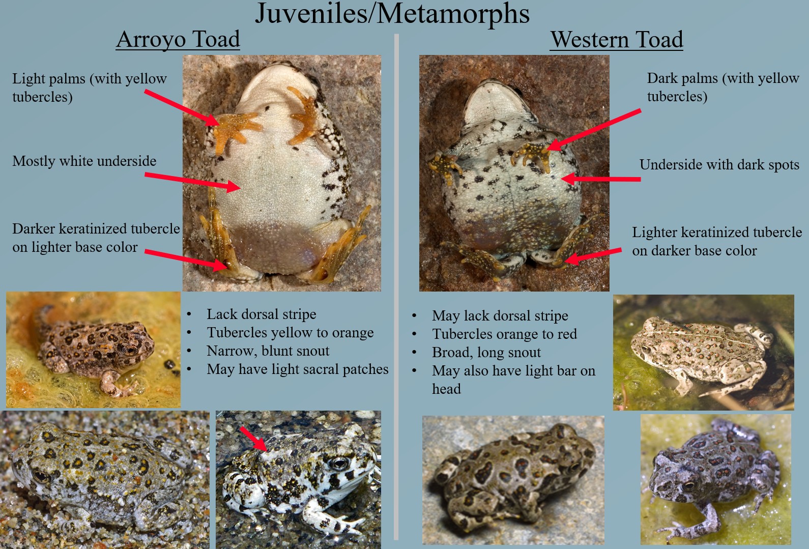ToadMetamorphID.jpg