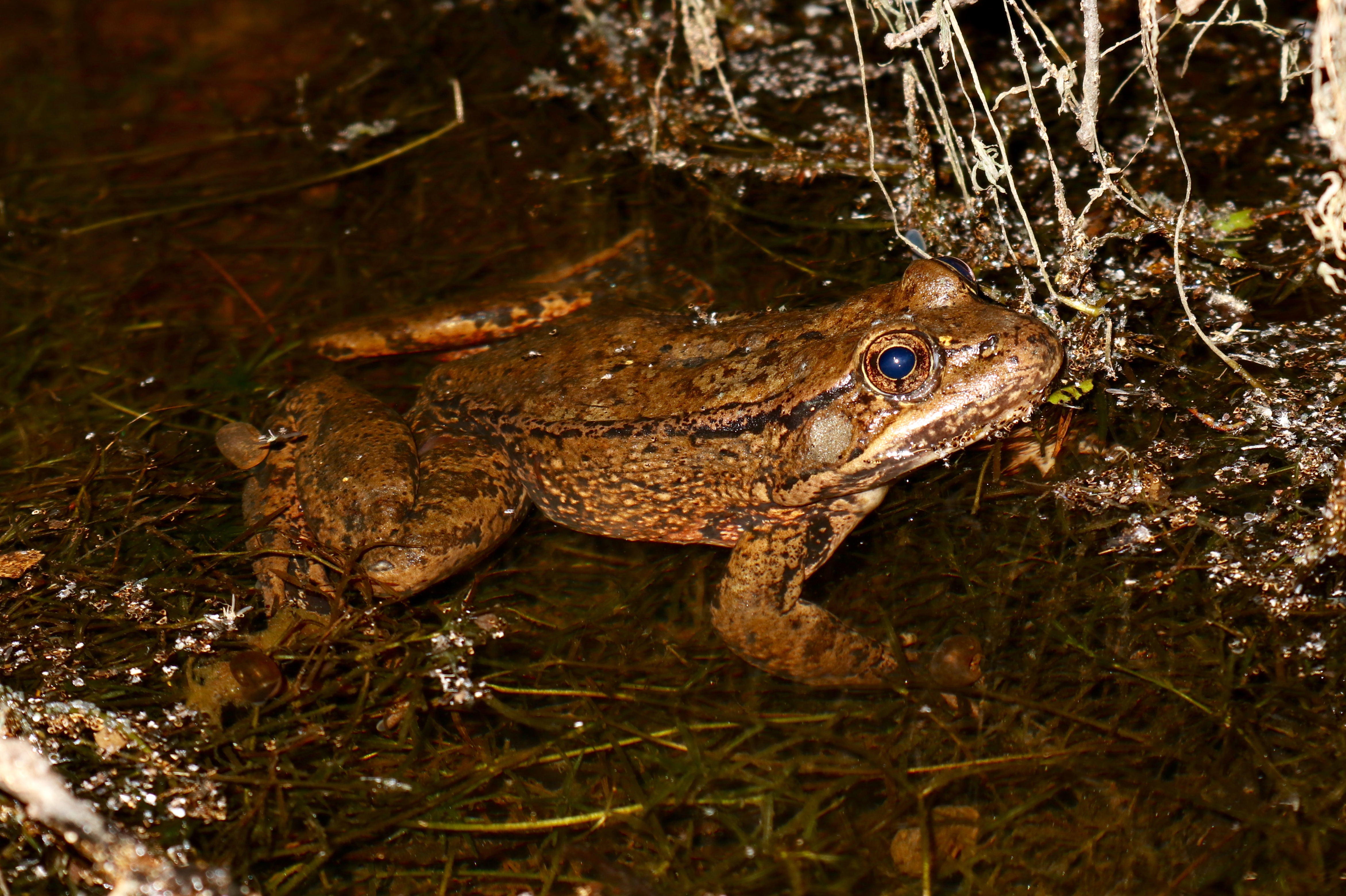 Rana_draytonii_Adult_1257_ScholderCreek.jpg