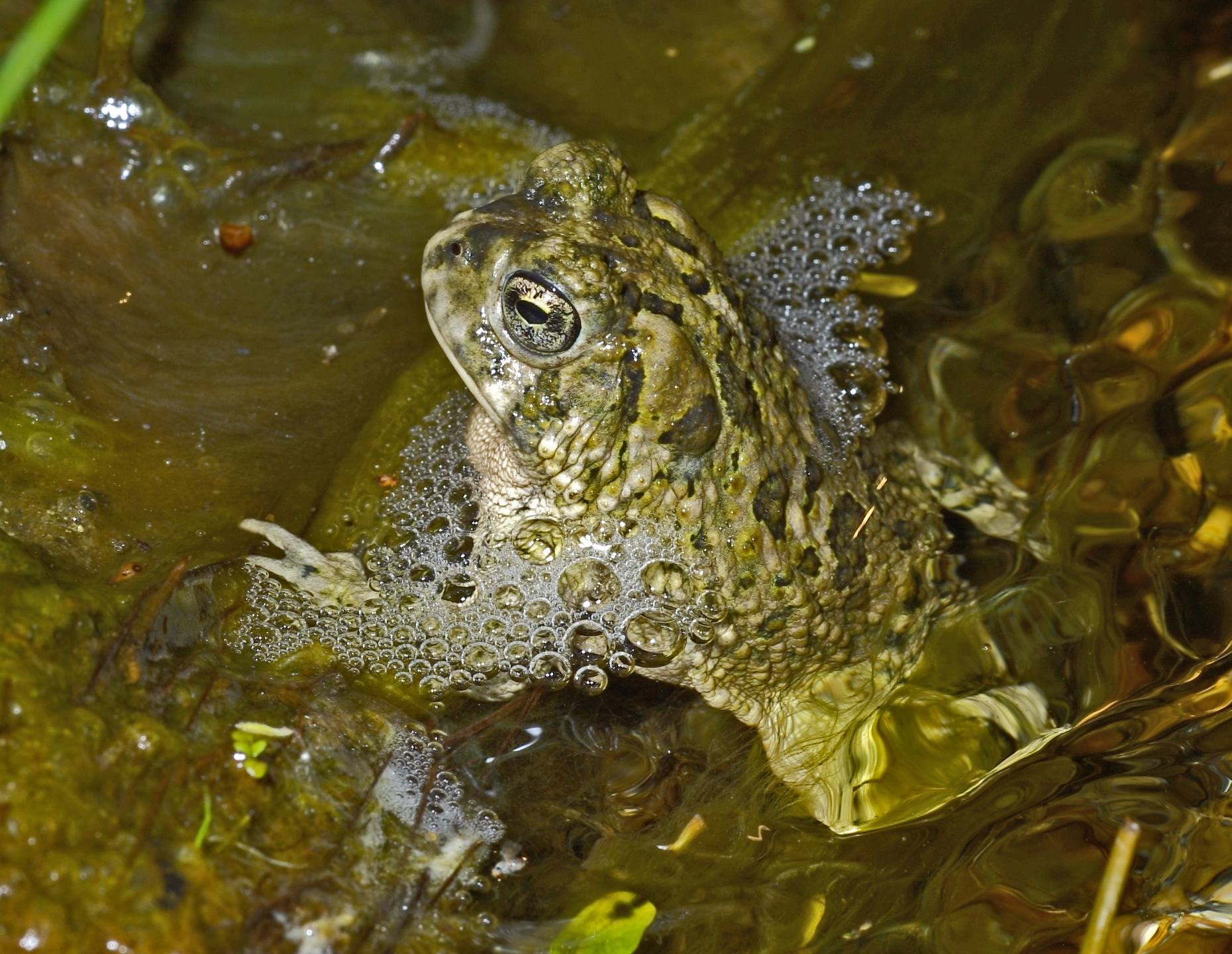 ArroyoToad9.jpg