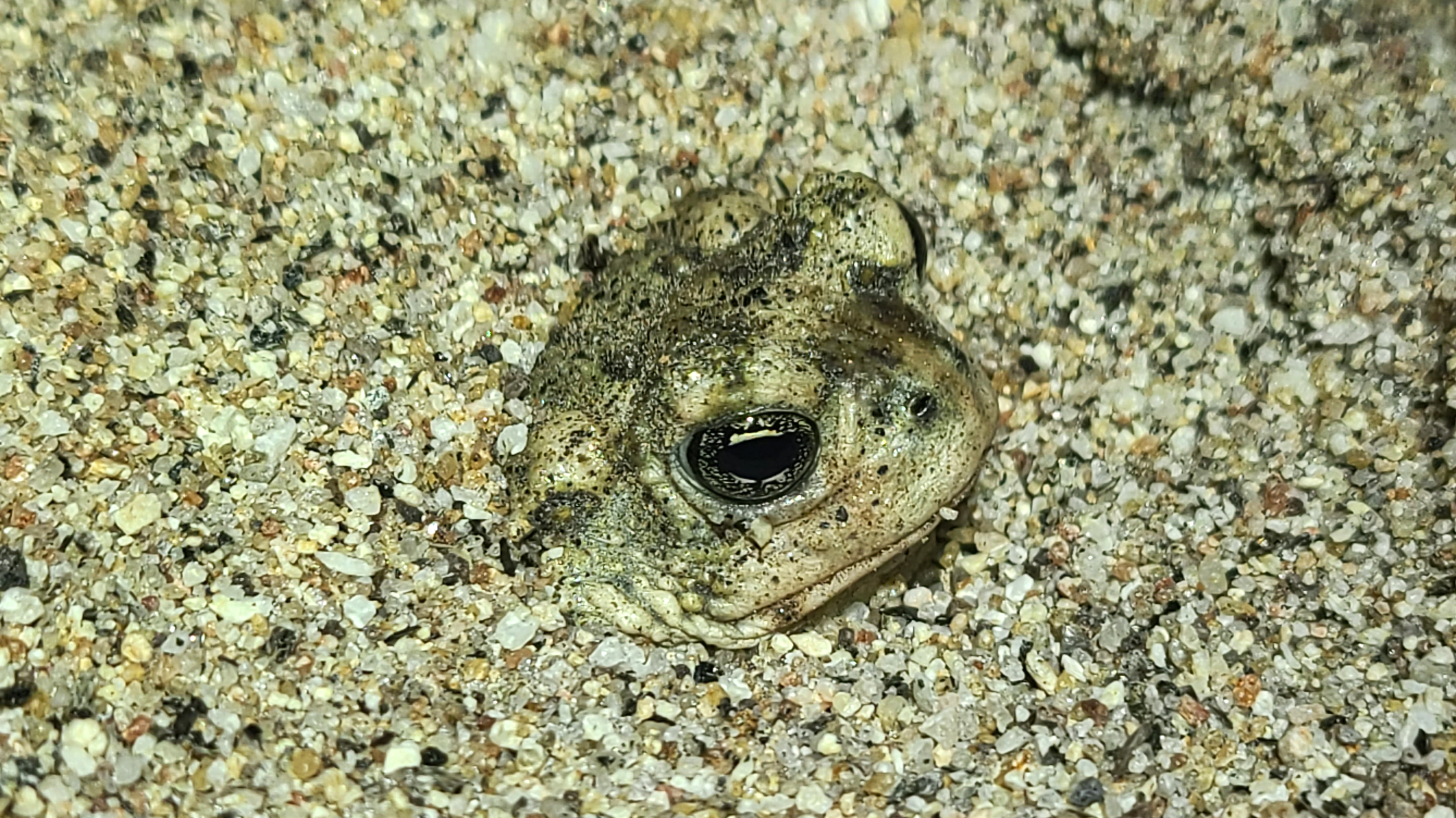 BUMI_USLR62_20260529_213151.jpg