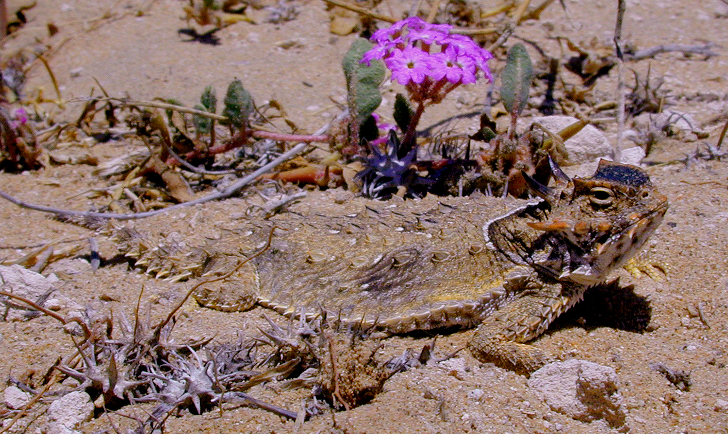 phco1_Guerrero Negro.jpg