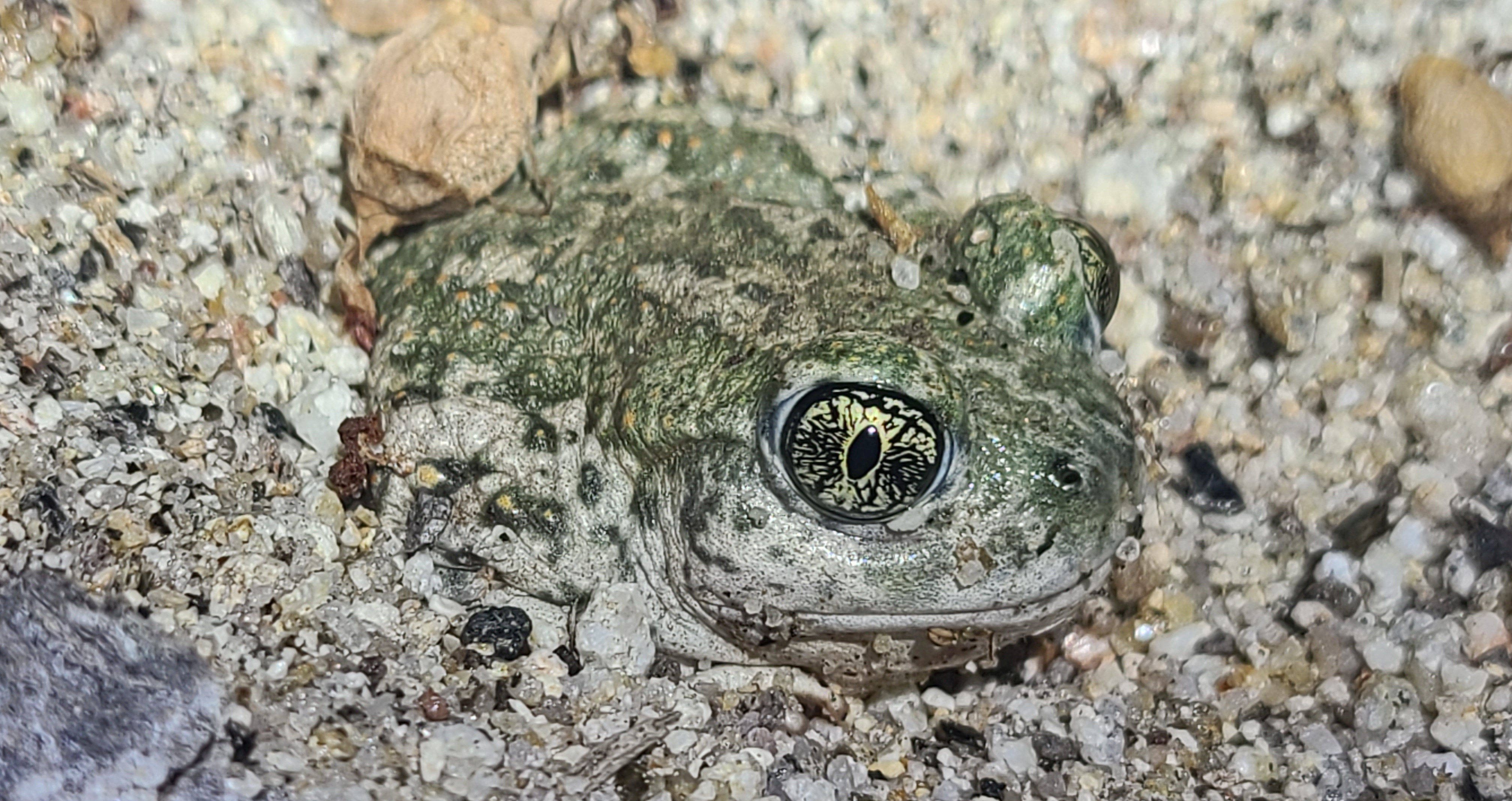 SCHA_USLR57_20260529_222542.jpg