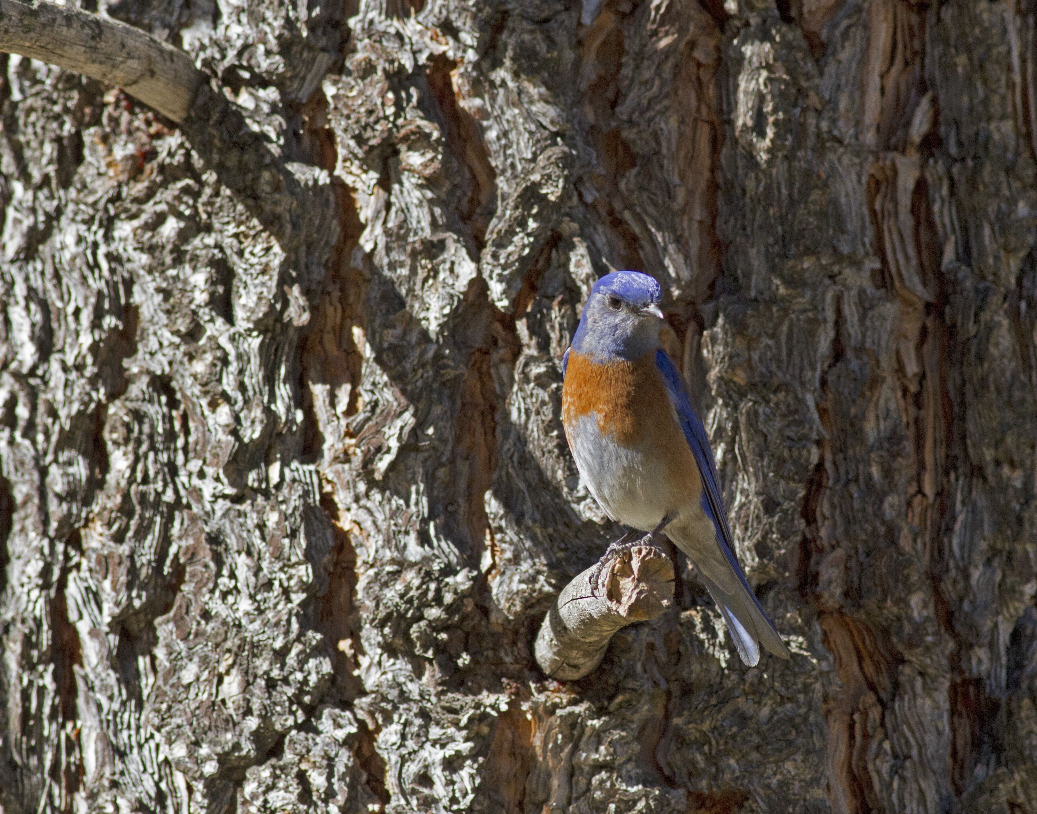 Western Bluebird, Cuyamaca Rancho SP_PJ_Falatek.jpg