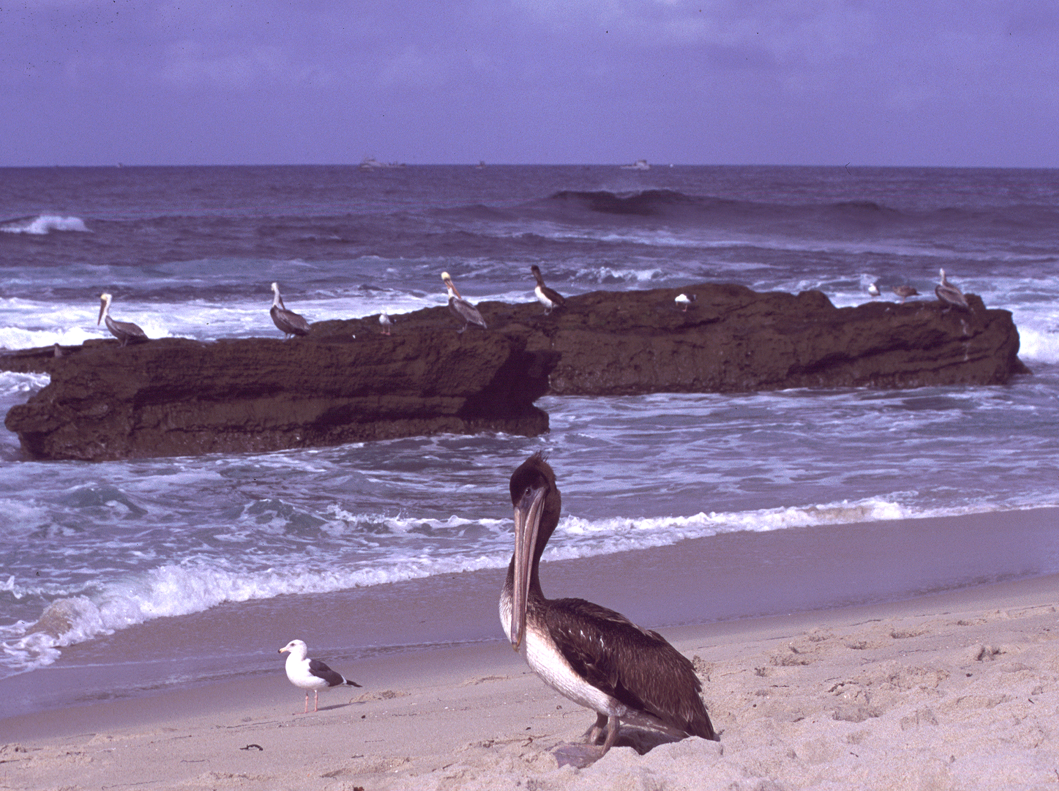 peoc_La Jolla.jpg