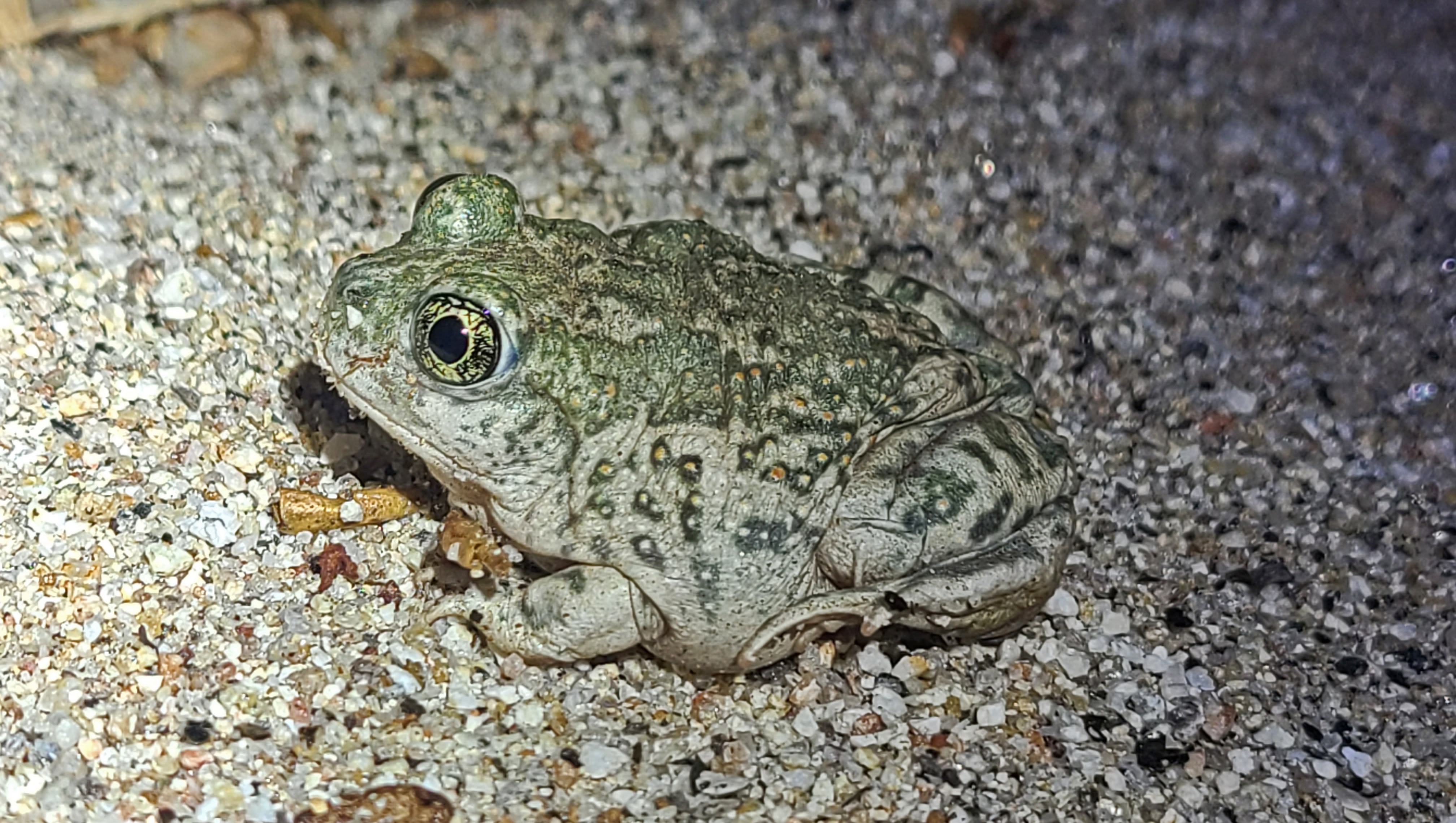 SCHA_USLR57_20260529_221906.jpg